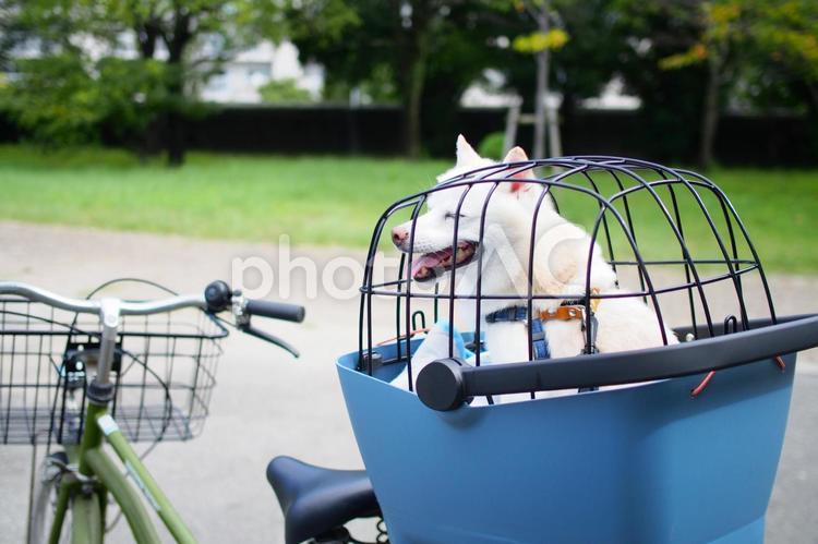 白い犬76（サイクリング） - No: 22428876｜写真素材なら「写真