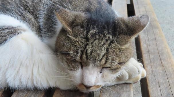 腕枕で爆睡しているもふもふな眠り猫 猫,キジシロ,眠り猫の写真素材