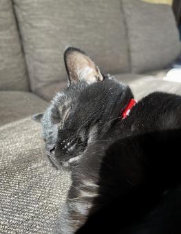 黒猫 黒猫の写真