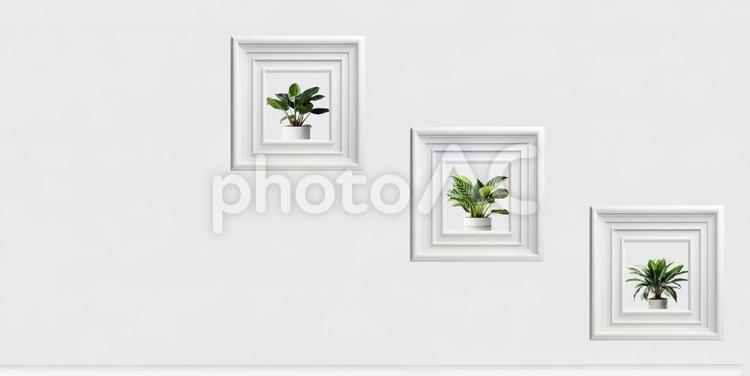 白い壁の部屋　額縁に飾られた観葉植物 観葉植物,住宅,額の写真素材