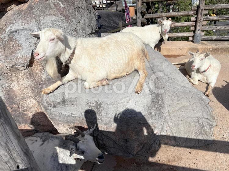 動物園のヤギ ヤギ,動物園,岩山の写真素材