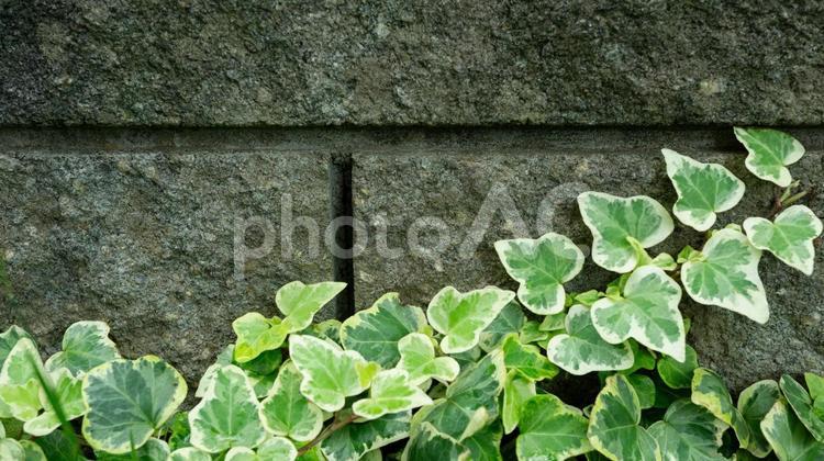 ツタと石垣の背景 ツタ,植物,葉の写真素材