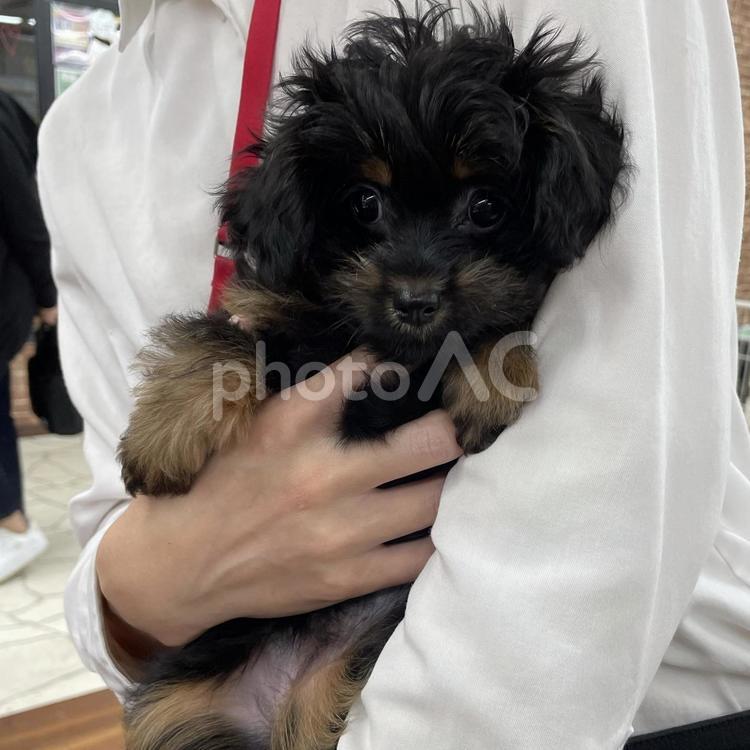 ポメプーのなおちゃん　抱っこ 犬,ポメプー,ブラックタンの写真素材