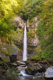 根尾の滝 秋( 飛騨小坂) 根尾の滝 秋( 飛騨小坂) 根尾の滝,渓流,渓谷の写真素材