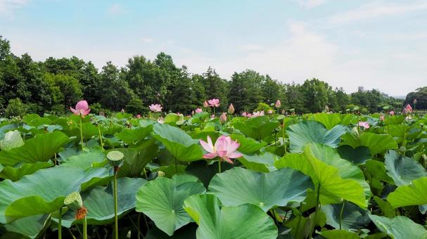 水元公園のハス池・ピンクの蓮の花・葛飾区 水元公園のハス池・ピンクの蓮の花・葛飾区 夏,水元公園,蓮の写真素材