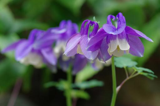 ミヤマオダマキ 深山苧環 高山植物 ミヤマオダマキ 深山苧環 高山植物 ミヤマオダマキ,深山苧環,高山植物の写真素材