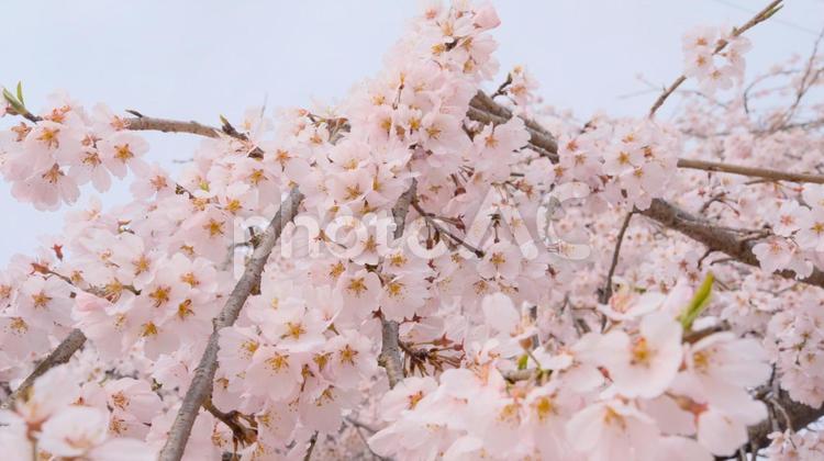 枝垂れ桜の花 桜,桜の木,桜の花の写真素材