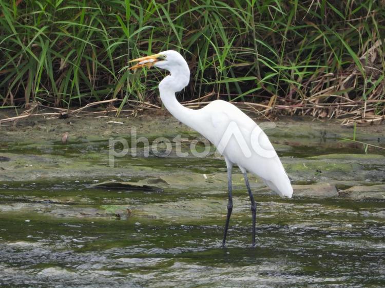 魚を掴み揚げた白鷺 鳥,野鳥,白鷺の写真素材