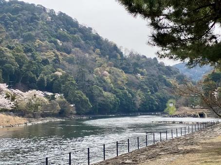朝の宇治川 朝の宇治川の写真
