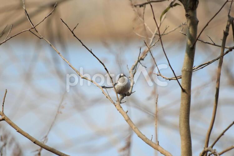 枝にとまるエナガです エナガ,小鳥,生き物の写真素材