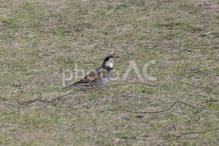 野原を早足で歩き回る１羽のツグミ 鳥,自然,野生の写真素材