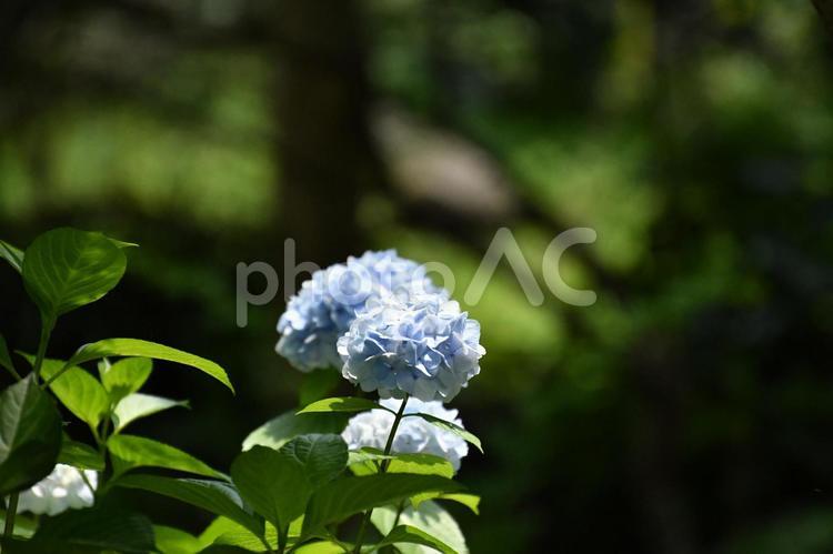 東山植物園のあじさい 屋外で,晴れ,風景の写真素材