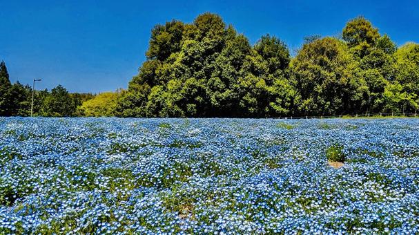 春の風景 ネモフィラの花畑と青空 春の風景 ネモフィラの花畑と青空の写真
