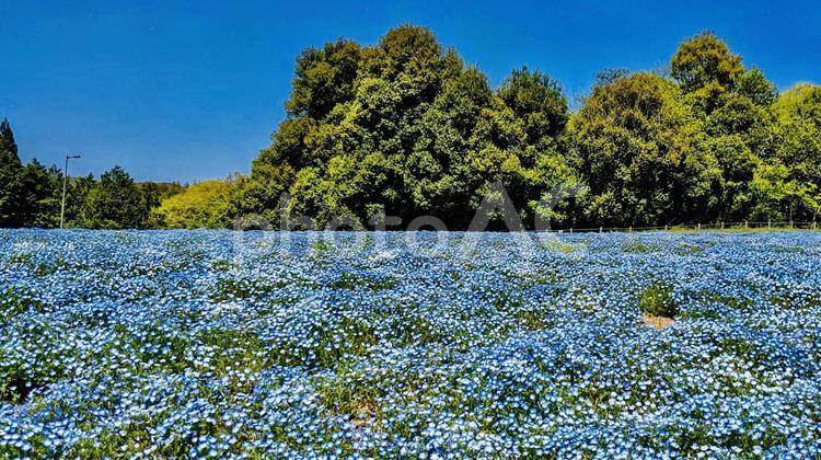 春の風景　ネモフィラの花畑と青空 ネモフィラ,春,春の花の写真素材