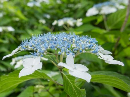 花写真 アジサイ 花写真 アジサイの写真