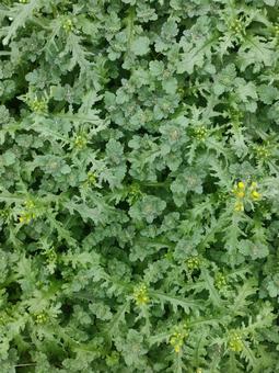 雑草 雑草,野草,ボタニカルの写真素材