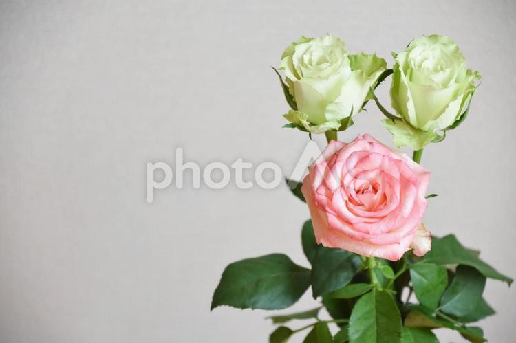 緑とピンクのばら 薔薇,ばら,バラの写真素材
