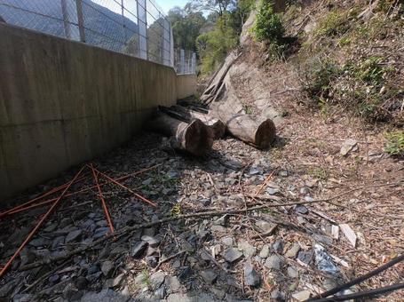 Logs piled up beside the mountain path, JPG Logs piled up beside the mountain path, JPG
