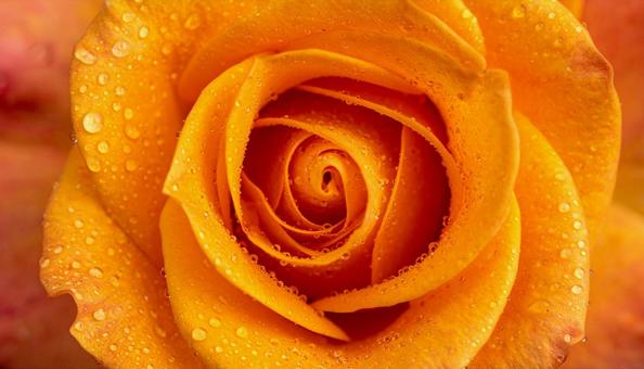 オレンジ色のバラの花に水滴　ビューティーの写真