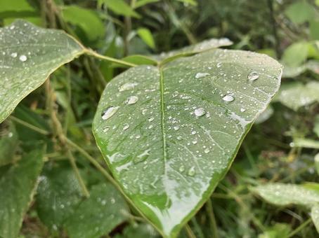 Photo, water droplets, ha ha, rain, 