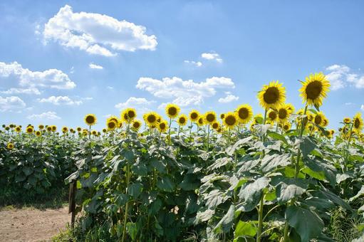 ひまわり15/16 ひまわり15/16の写真