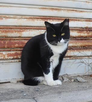 疲れている顔 猫,動物,風景の写真素材
