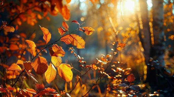 秋の夕暮れと紅葉 秋の夕暮れと紅葉の写真