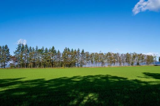 広大な緑の畑と秋の澄んだ空 牧草地,大地,青空の写真素材