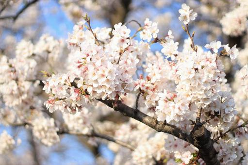 見ごろが長い桜_21 見ごろが長い桜_21 こんもり,うじゃうじゃ,たわわの写真素材