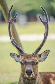 奈良公園の鹿8月００２の写真