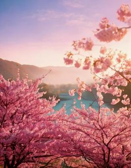 さくらと湖のある風景 さくらと湖のある風景の写真