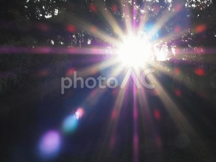 眩い木漏れ日 レンズフレア,木漏れ日,太陽光の写真素材