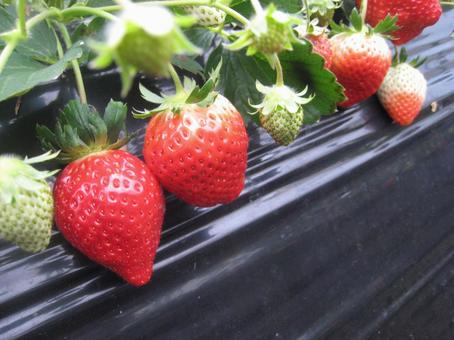 Strawberry Picking, JPG