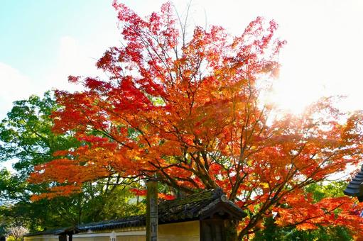  菩提院大御堂の紅葉風景 菩提院大御堂,十三鐘,三条通りの写真素材
