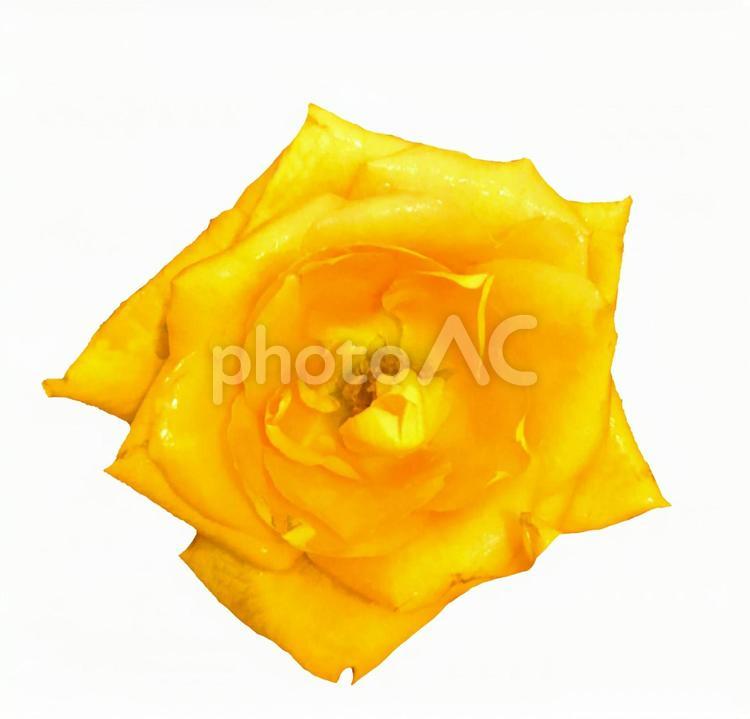 黄色い薔薇の切り抜き（背景透過） バラ,花,黄色の写真素材