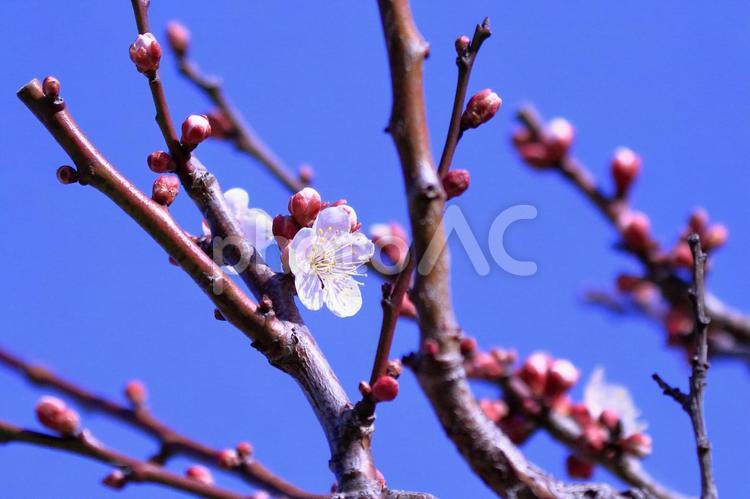 梅のつぼみと花 梅,春,自然の写真素材