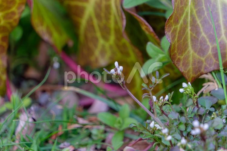 小さな白い野草の芽吹き 野草,ハコベ,白の写真素材