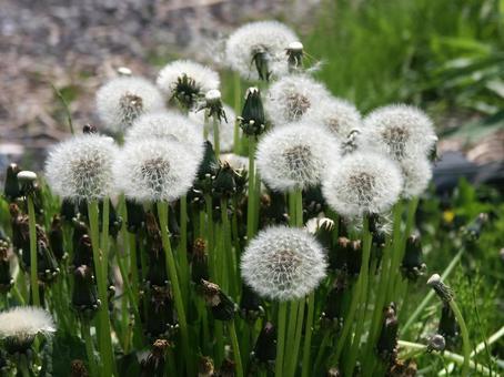 タンポポ・蒲公英 綿毛 タンポポ・蒲公英,綿毛,自然風景の写真素材
