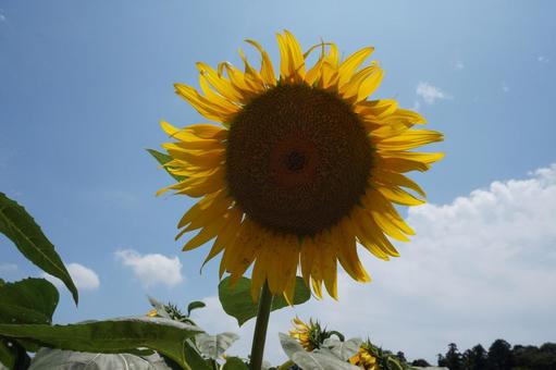 ひまわり畑 ひまわり畑 ひまわり,ヒマワリ,風景の写真素材