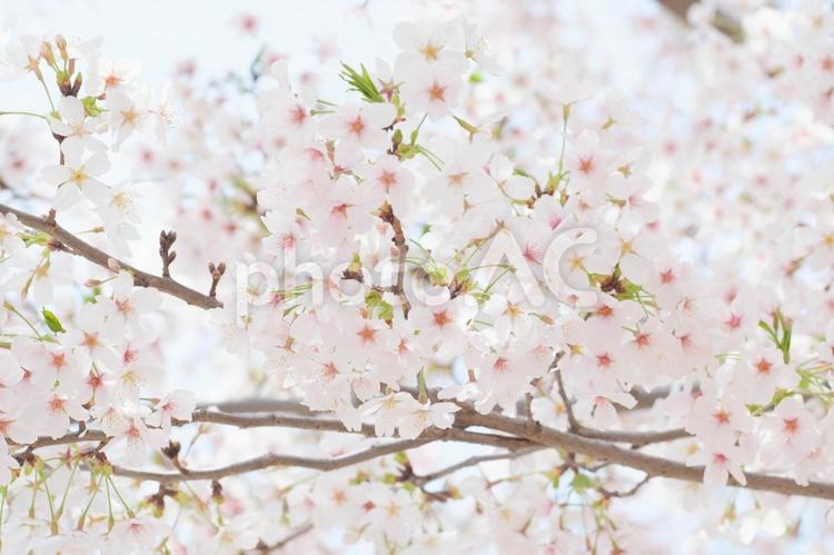 満開の桜の花（ソメイヨシノ） 桜,お花見,花の写真素材