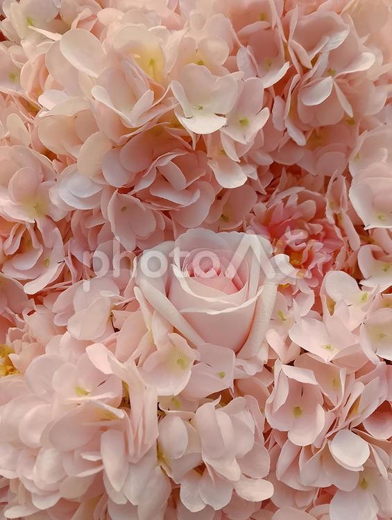 ピンクのバラ　背景用　一杯のお花 バラ,薔薇,ピンクの写真素材