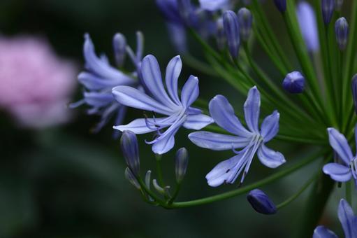 Photo, agapanthus, purple clam, murasaki kunsiran, 