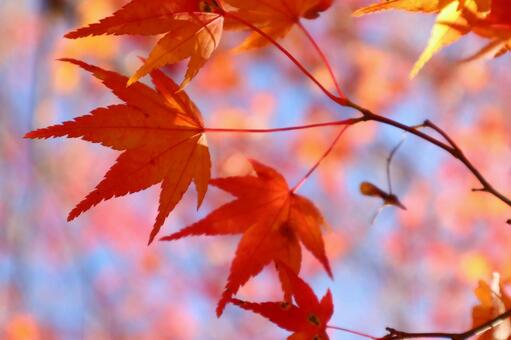 もみじ もみじ,紅葉,秋の写真素材