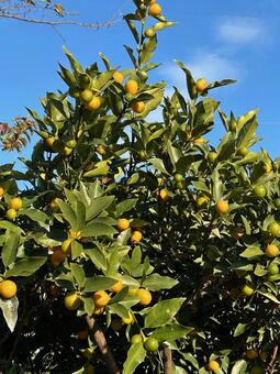 金柑 金柑,柑橘類,庭木の写真素材