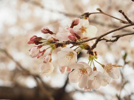 蕾の桜 蕾の桜の写真