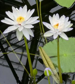 Water Lily Water Lily, JPG Water Lily Water Lily, JPG