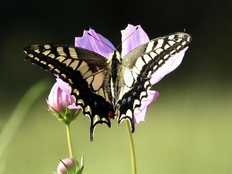 花にとまるチョウ 花にとまるチョウの写真