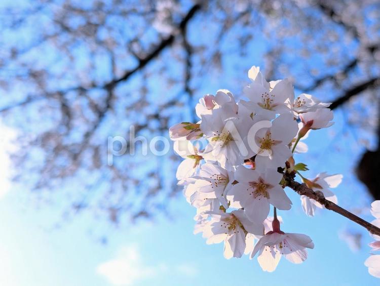 桜が咲きました 桜,サクラ,さくらの写真素材