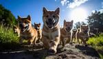 犬の大群 犬,仔犬,子犬の写真素材