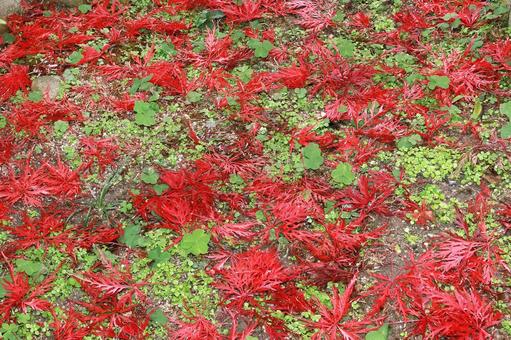 もみじ紅葉落ち葉 植物,もみじ,紅葉の写真素材